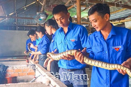Khởi nghiệp tại quê nhà