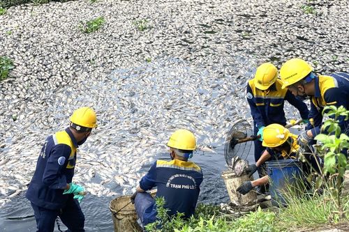 Sau mưa, khoảng 7 tấn cá chết nổi trắng hồ ở Đà Nẵng