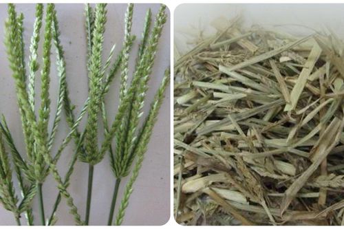Uống nước cỏ mần trầu có tác dụng gì?