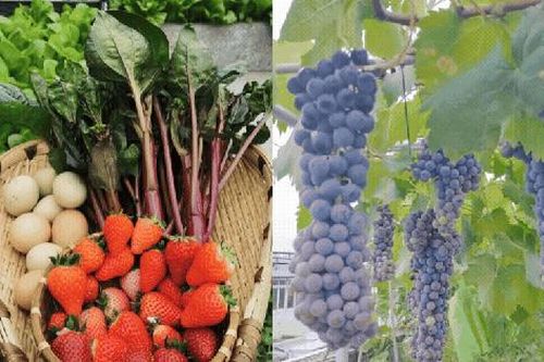 Trồng rau nuôi gà trên vườn sân thượng rộng 150m2 giữa lòng thành phố