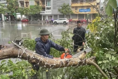 Ba người đang đi trên đường bị cây đổ trúng gây thương tích
