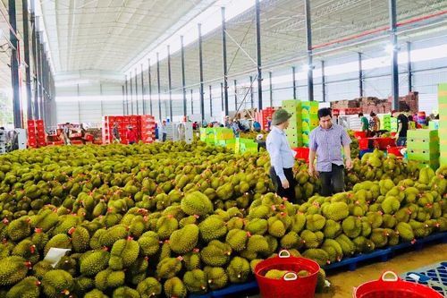 Đắk Lắk: Không cung cấp điện cho kho, xưởng chế biến vi phạm quy định về quản lý đất đai, trật tự xây dựng