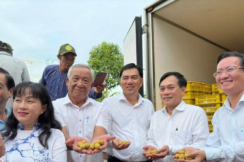 TP Cần Thơ: Xuất khẩu lô thanh nhãn hơn 1 tấn sang thị trường Hoa kỳ và Australia