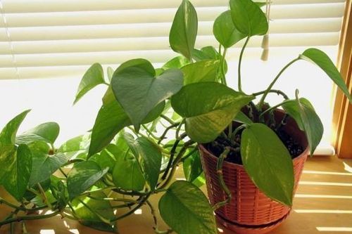 Vị trí trồng cây trầu bà giúp gia chủ vượng phát, gánh lộc vào nhà