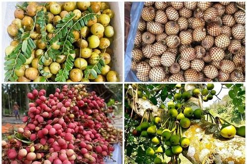 4 quả rừng bỗng thành đặc sản 'giá chát' được dân phố lùng mua