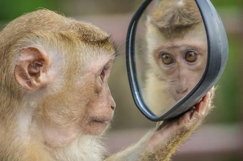 Động vật có thể nhận ra mình trong gương