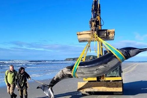 Cá voi hiếm nhất thế giới trôi dạt vào bờ biển New Zealand