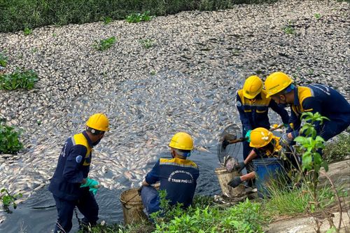 Đà Nẵng: Cá chết nổi trắng trên kênh Đa Cô