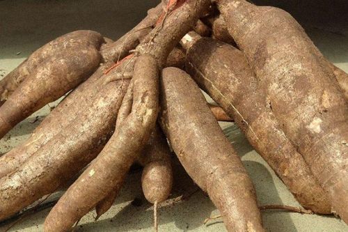 Trung Quốc bao mua, củ từng 'cứu đói' ở Việt Nam nay thu về gần 700 triệu USD