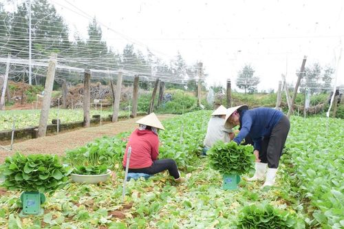 Nông dân Nghệ An thu hoạch nông sản 'né' mưa lớn sau bão