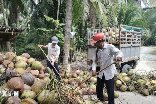 Bến Tre: Phóng thích hơn 109 triệu ong ký sinh ngăn chặn sâu đầu đen hại dừa