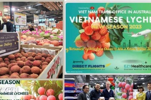 Quả vải Việt Nam 'cháy hàng' tại chuỗi siêu thị Costco ở Australia