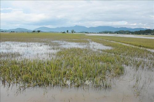 Đắk Lắk: Hơn 1.180 ha lúa Hè Thu và hoa màu bị ngập lụt, nguy cơ mất trắng