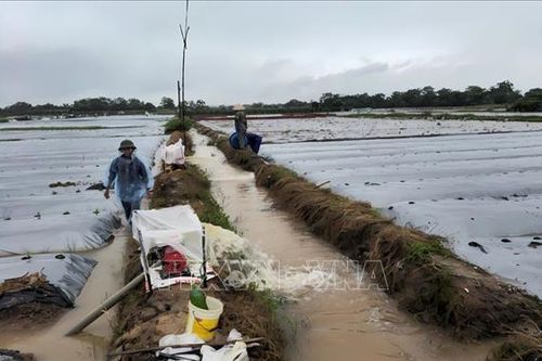 Hải Dương có gần 5.000 ha lúa bị ngập do bão số 2