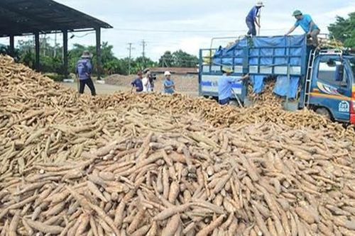 Nửa đầu năm, xuất khẩu sắn đạt trên 600 triệu USD