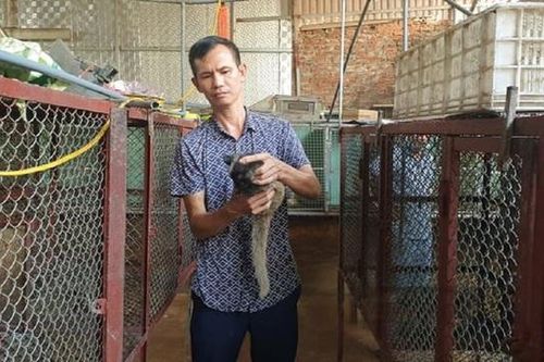 Anh nông dân nhẹ nhàng kiếm 1 tỷ/năm nhờ nuôi con 'hiền lành mắn đẻ' lại mê ăn chuối