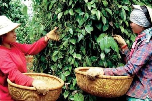 Hàng nông sản xuất khẩu đồng loạt tăng giá trong nửa đầu tháng 7