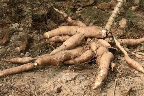 Xuất khẩu sắn của Thái Lan đối mặt với thời kỳ khó khăn