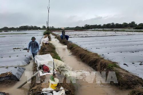 Gần 32.000 ha cây trồng bị ngập úng