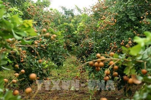Mỗi năm Cần Thơ xuất khẩu khoảng 250 tấn thanh nhãn