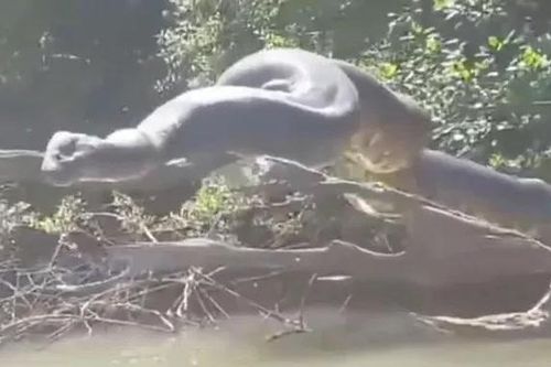 Kinh hoàng trăn ăn thịt người khổng lồ 'tắm nắng' trên sông