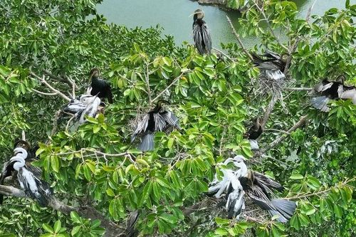 Đồng Nai: Xuất hiện đàn chim cổ rắn quý hiếm làm tổ tại Biên Hòa