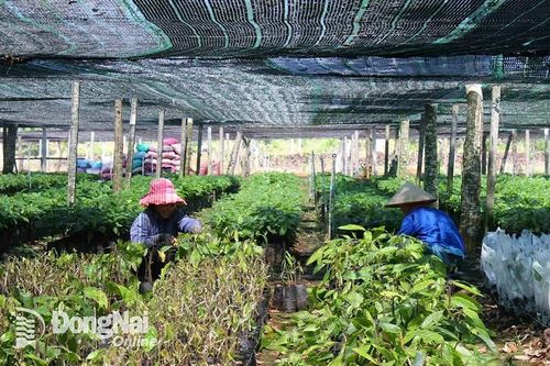 Chưa phát hiện vi phạm trong sản xuất, kinh doanh giống cây trồng