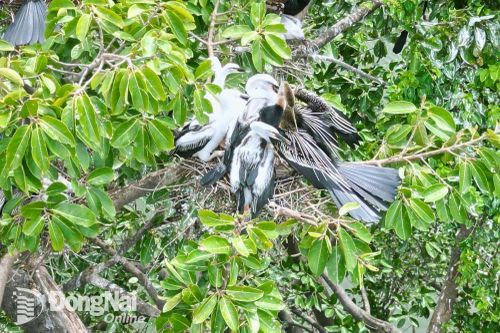 Chim cổ rắn quý hiếm ở Đồng Nai vào mùa sinh sản