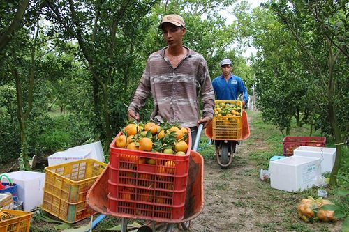 Thực hiện hiệu quả Đề án tái cơ cấu ngành nông nghiệp