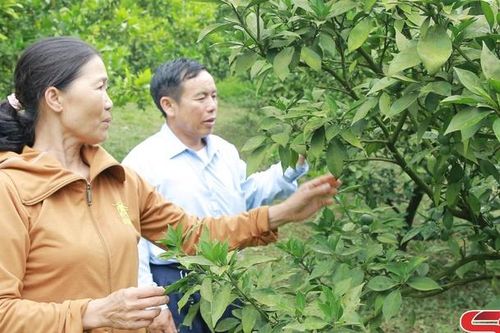 Vai trò của HTX trong sản xuất nông nghiệp