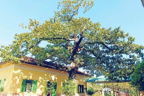 Bảo tồn và lan tỏa giá trị cây di sản trong trường học