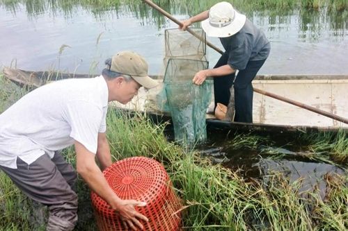 Nuôi tôm trên ruộng lúa nhiễm mặn