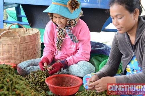 Giá tiêu hôm nay 23/7: Lấy lại đà bật tăng, thị trường vẫn chờ thêm tín hiệu