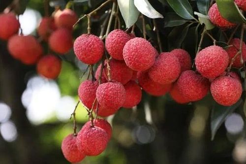 Quả vải Việt Nam tại chuỗi siêu thị Costco ở Australia 'cháy hàng', giá hơn 500.000 đồng/kg