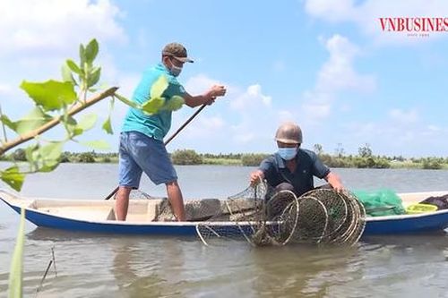 Về Kiên Giang, xem nông dân trồng lúa trúng đậm