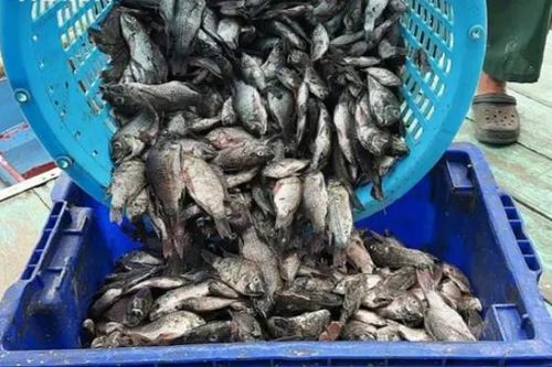 Chính phủ Thái Lan mua cá rô phi đen ngoại lai từ ngày 1 tháng 8