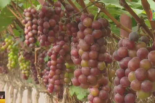 Nguồn vốn chính sách xã hội giúp nhiều phụ nữ khó khăn