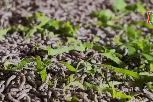 Ai Cập phát triển nuôi tằm tạo thu nhập cho người dân