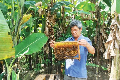 Cựu chiến binh Hà Quảng thực hiện tốt phong trào phát triển kinh tế