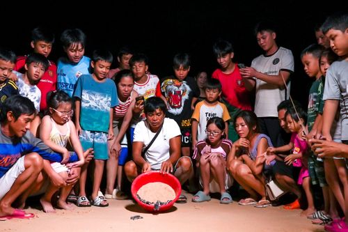 Cận cảnh 'cuộc đua sinh tử' của 47 rùa sơ sinh quý hiếm về với biển Bình Định