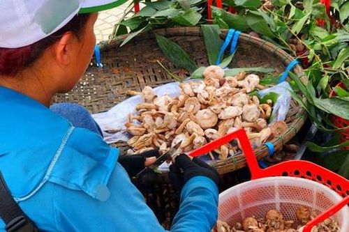 Khu bán nấm tràm - 'lộc trời' 30.000- 60.000 đồng/kg tạo nên nơi mua bán nhộn nhịp bên cạnh di tích Huế