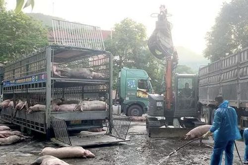 Kinh hoàng 7,2 tấn lợn nhiễm dịch tả châu Phi 'suýt' được thương lái Hà Nội tiêu thụ thành công