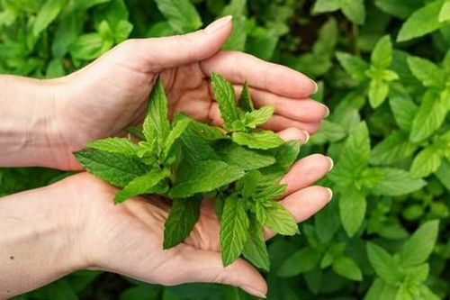 Một số công thức làm đẹp da với lá bạc hà
