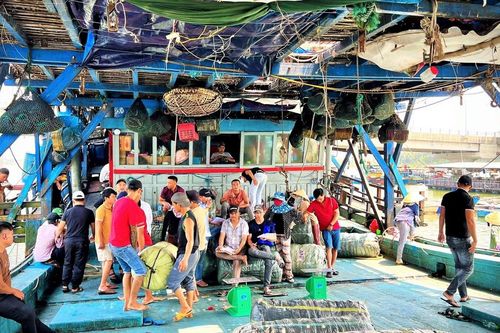 Ngư dân Quảng Ngãi trúng đậm mực xà