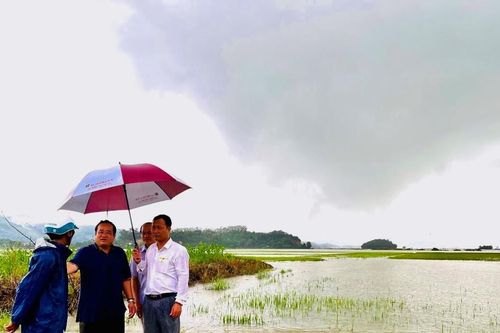 Đắk Lắk: Áp thấp nhiệt đới khiến 1.200 ha lúa ở huyện Lắk bị ngập lụt, nguy cơ mất trắng