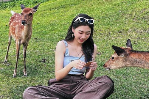 Hươu hưởng lợi khi Nhật Bản quá tải du lịch