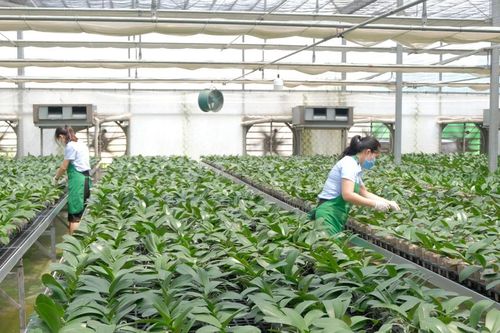 Luật Thủ đô sửa đổi: định hướng lại sản xuất nông nghiệp Hà Nội