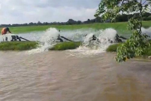 Thái Bình có hơn 1.300ha lúa mùa mới cấy bị ngập úng