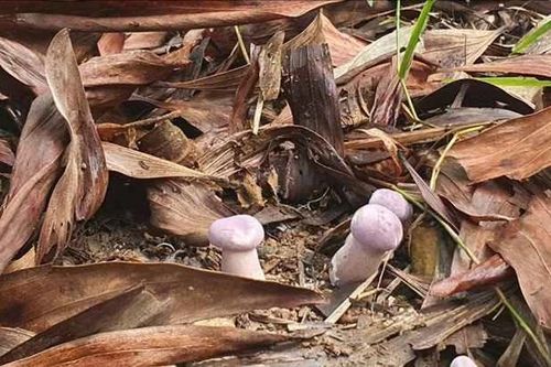 Lạ lùng 'lộc trời' càng đắng càng ngon ở Huế