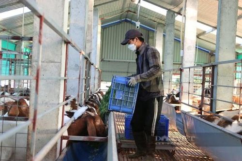 Nuôi dê theo kiều vừa ăn cỏ, vừa nghe nhạc